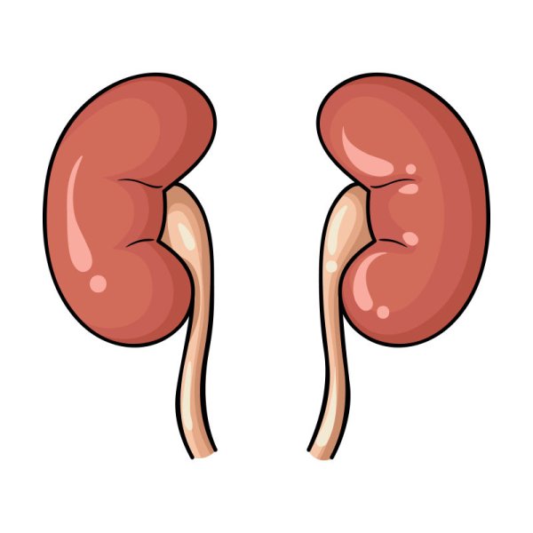 Почки человека раскраска