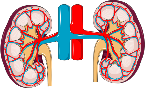 Почки рисунок
