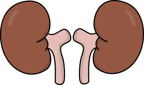 Строение нефрона почки человека