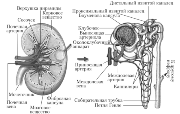 Почки строение рисунок карандашом