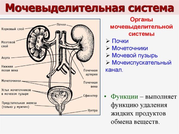 Гиф выделительная система