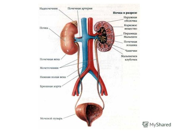 Почки контур
