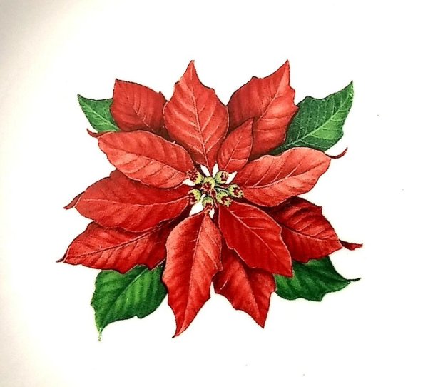 Пуансеттия Ботаническая иллюстрация