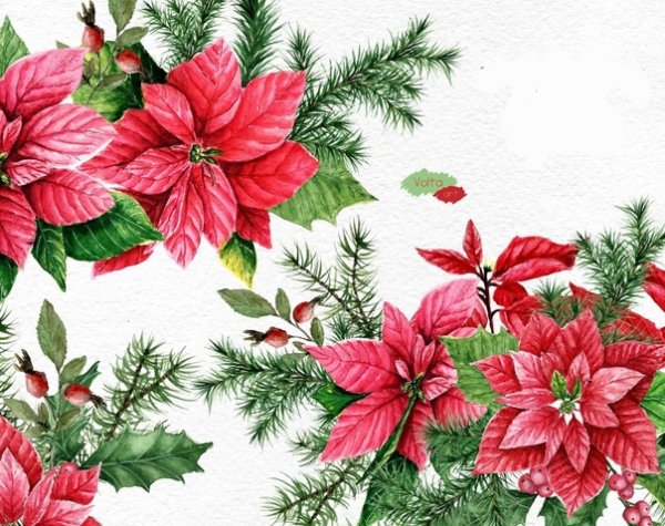 Пуансеттия акварель