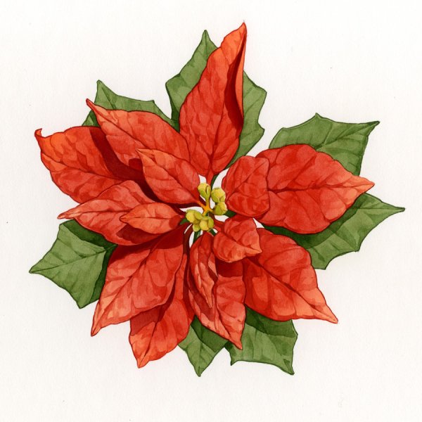 Пуансеттия Botanical illustration