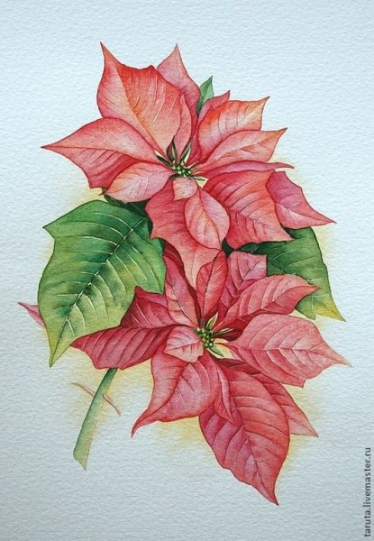 Пуансеттия Ботаническая