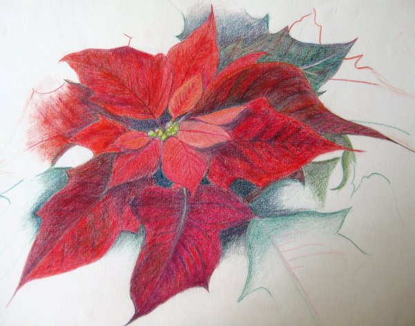 Пуансеттия карандашом