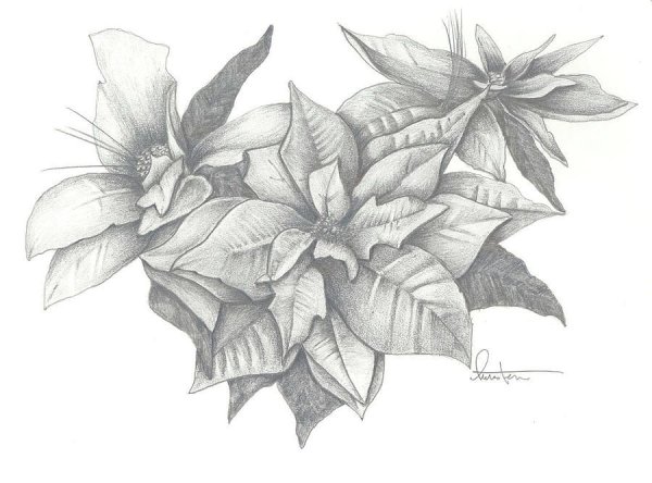 Тангл Poinsettia