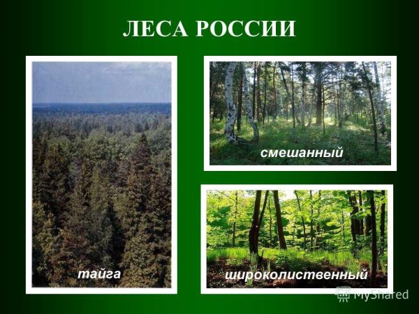 Тайга смешанныйф широколистный лес