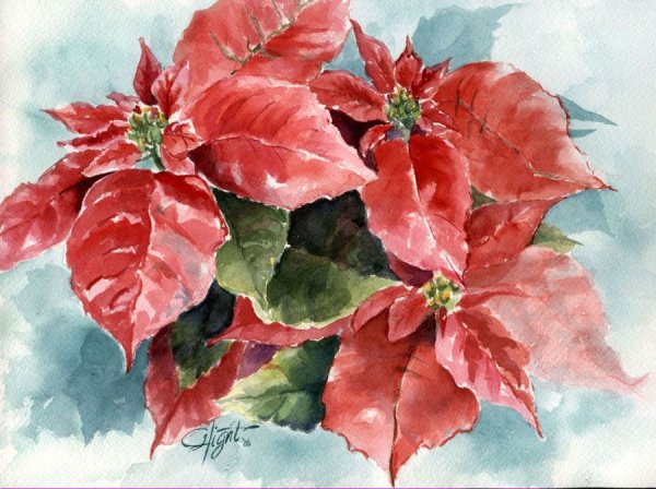 Пуансеттия акварель