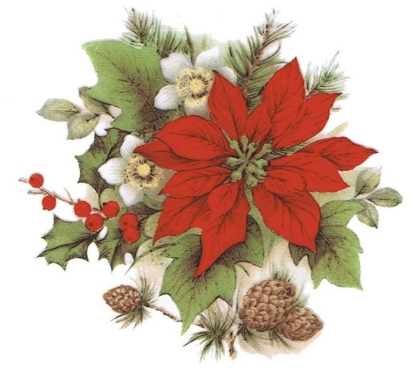 Пуансеттия ботаника