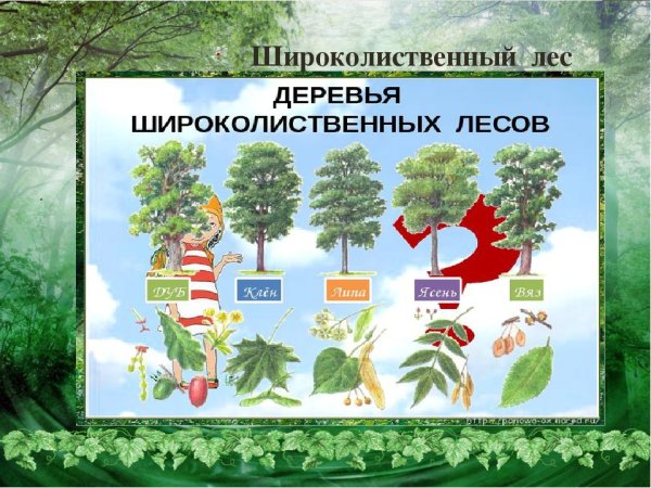 Леса чб для детей