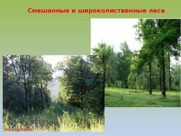 Береза раскраска для детей