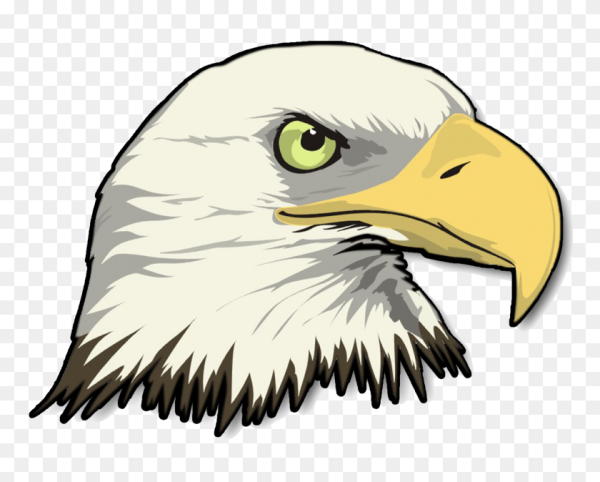 Белоголовый Орлан рисунок