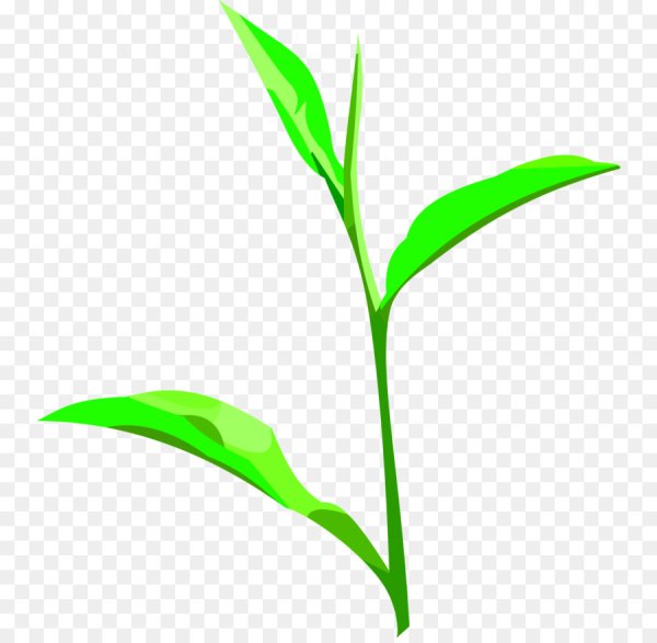 Стебель цветочка