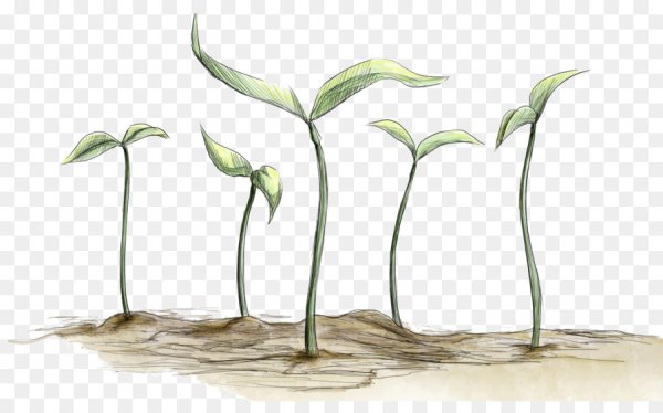 Стебель цветка