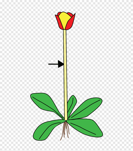 Стебель растения