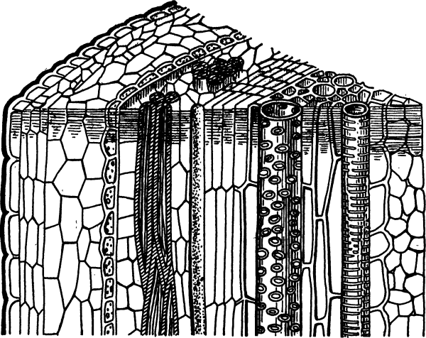 Растение корень стебель лист