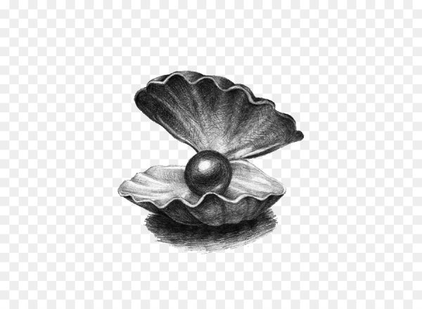 Жемчужина в раковине на прозрачном фоне