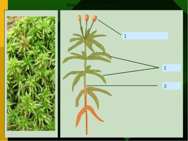 Строение мха сфагнума
