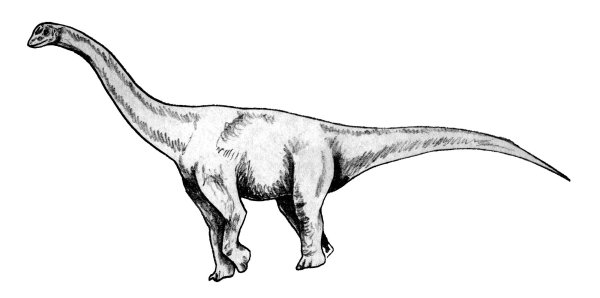 Barapasaurus tagorei