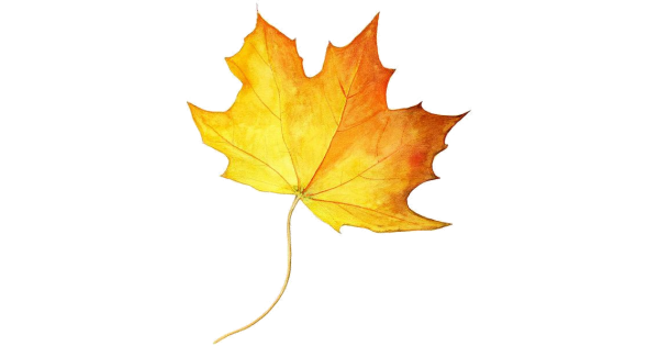 Кленовый лист рисунок