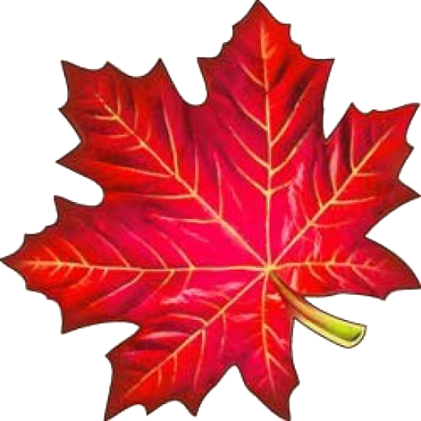 Лист клёна рисунок