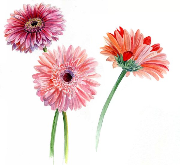 Гербера акварель