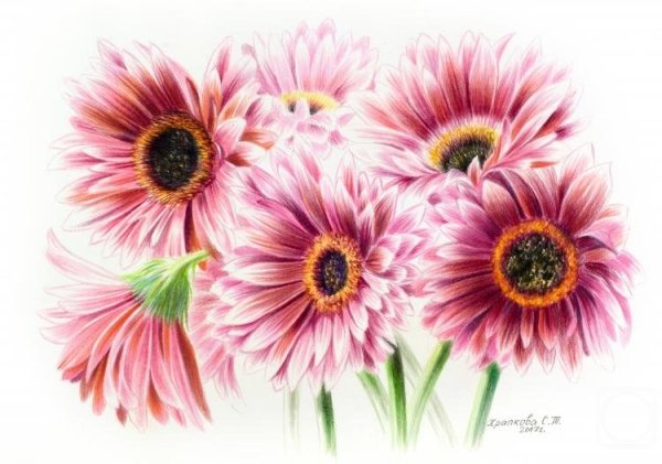 Герберы в Цветном карандаше