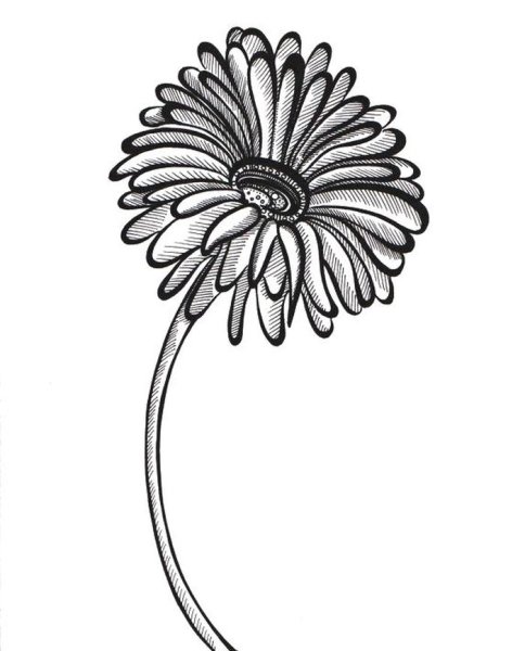 Герберы эскиз Графика