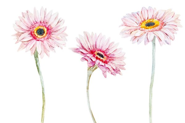 Герберы цветы акварель