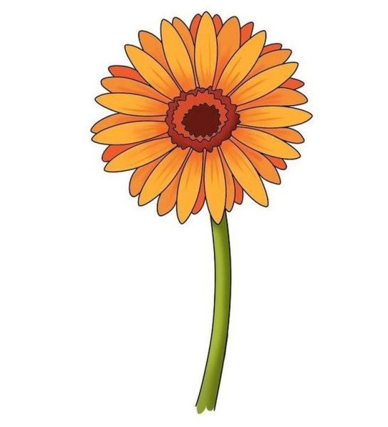 Герберы рисунок