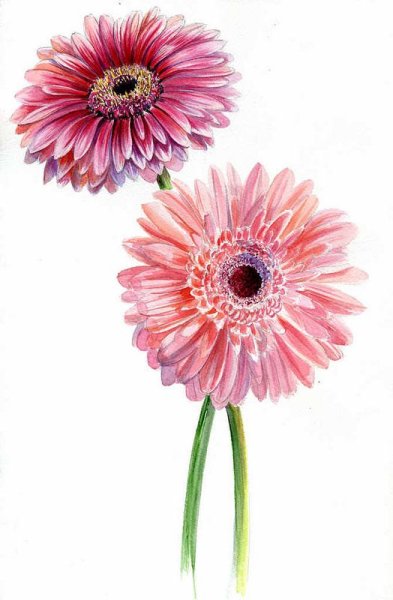 Гербера акварель