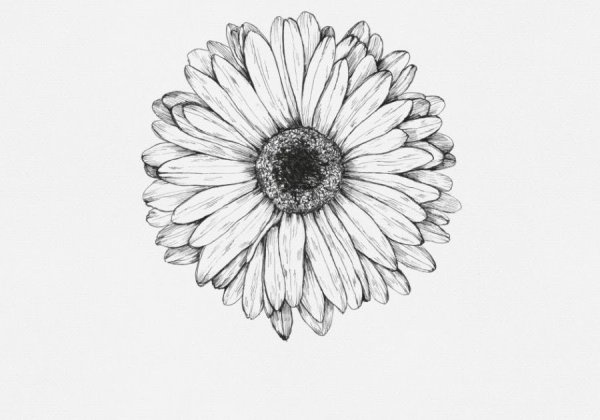 Герберы карандашом