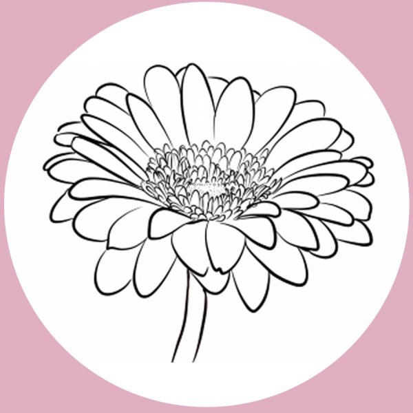 Гербера эскиз