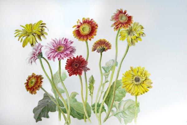 Маргаритка Botanical