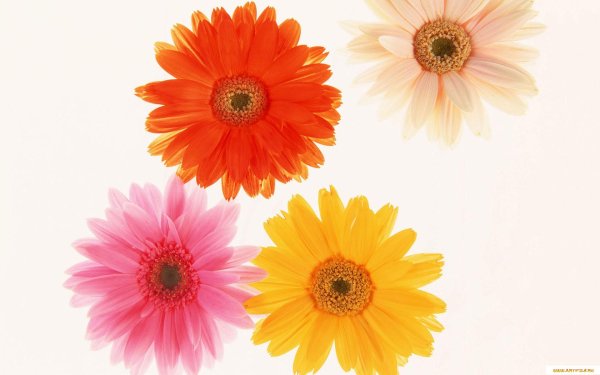 Герберы цветы рисунки