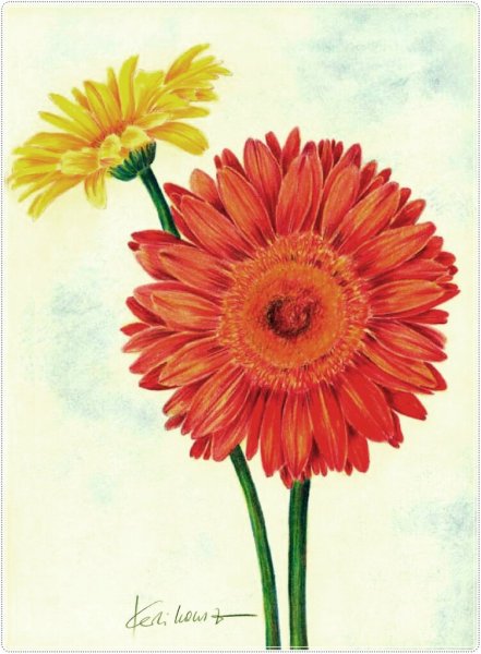 Гербера цветными карандашами