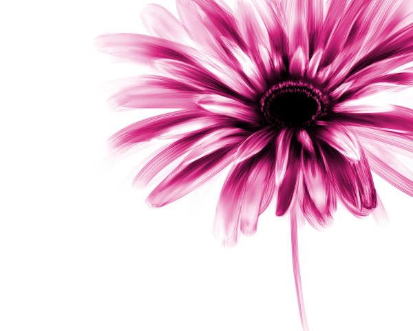 Гербера акварель