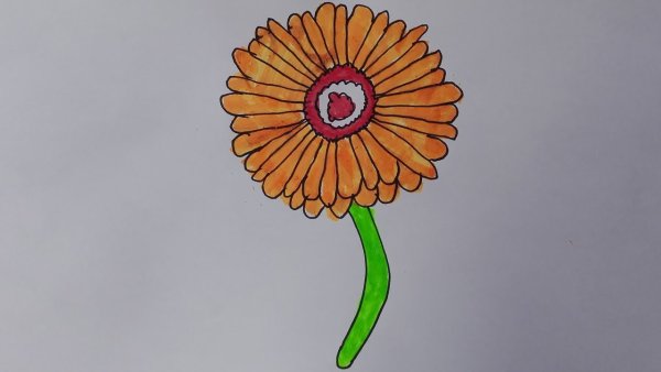 Гербера для срисовки