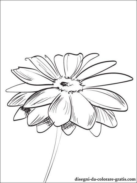 Раскраска цветы герберы