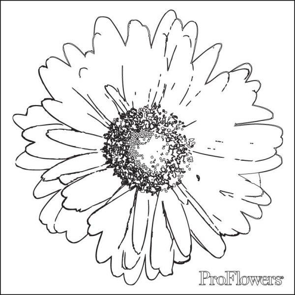 Раскраска Маргаритка цветок