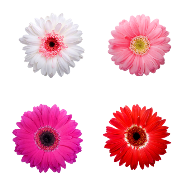 Гербера Melrose