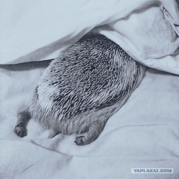 Ёжик под одеялом