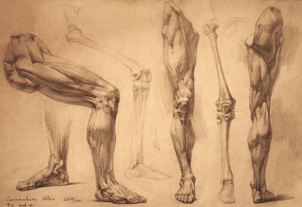 Баммес анатомия мышцы ног