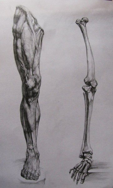 Зарисовки стопы человека