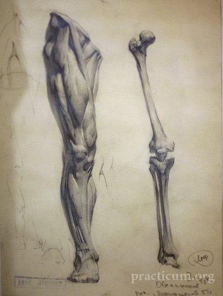 Анатомические зарисовки стопы