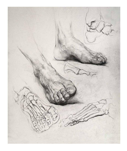 Рыжкин анатомия конечностей