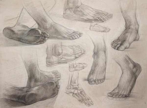 Баммес анатомия ноги кости