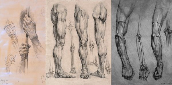 Экорше ноги Академический рисунок